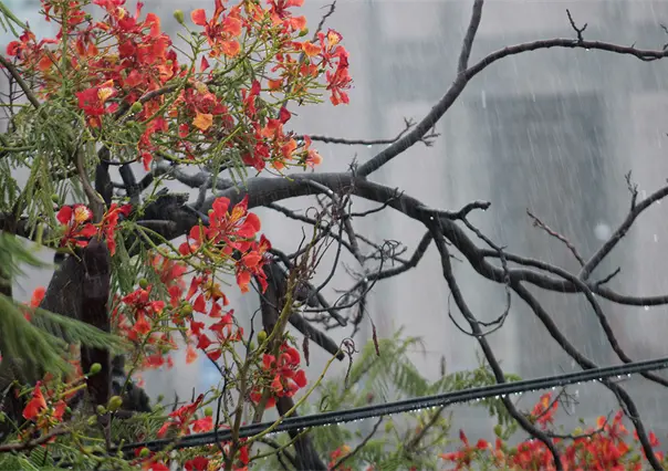 Se esperan más lluvias en Baja California Sur; ¿a qué se debe este clima?