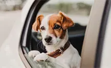Conducir con tu mascota sin estas medidas de seguridad en CDMX puede costarte una multa que pocos conocen Conducir con tu mascota sin estas medidas de seguridad en CDMX puede costarte una multa que pocos conocen
