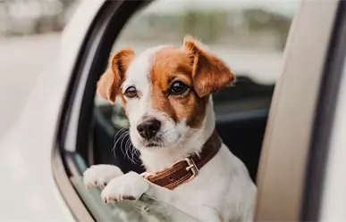 Conducir con tu mascota sin estas medidas de seguridad en CDMX puede costarte una multa que pocos conocen