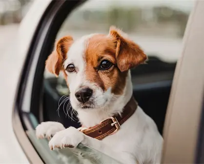 Conducir con tu mascota sin estas medidas de seguridad en CDMX puede costarte una multa que pocos conocen