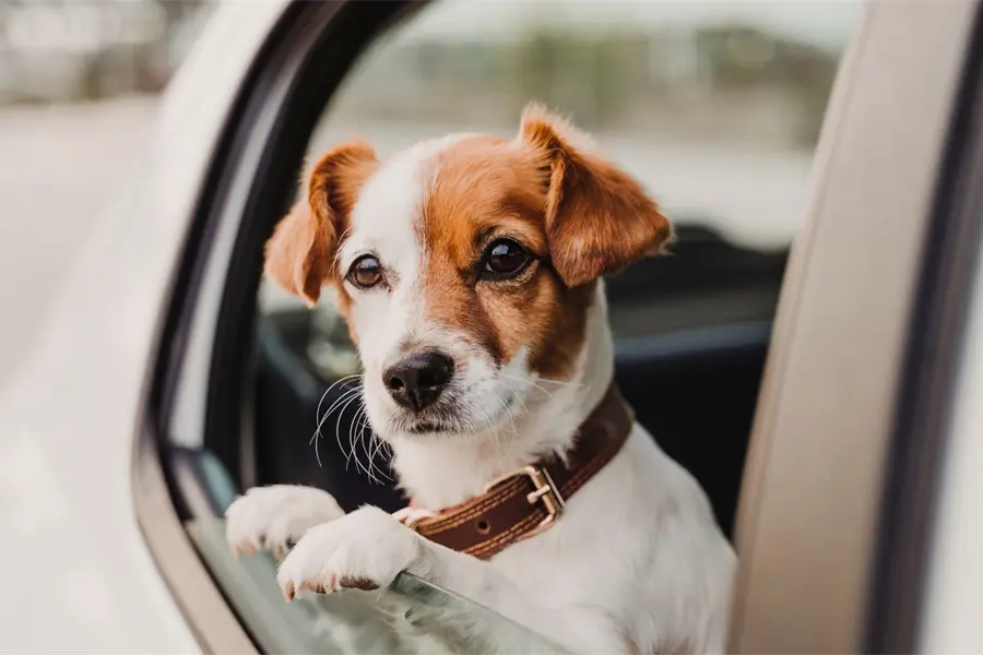 Conducir con tu mascota sin estas medidas de seguridad en CDMX puede costarte una multa que pocos conocen