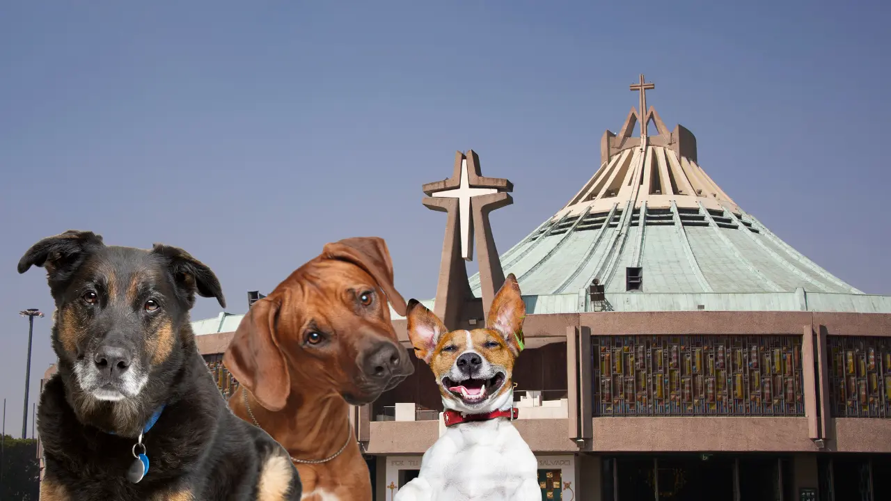 Basílica de Guadalupe. Perritos de diferentes razas por Operativo Perrito Peregrino 2025 en CDMX | Canva Pro