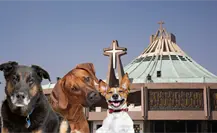 Operativo Perrito Peregrino 2025 busca voluntarios para rescate y apoyo a lomitos durante peregrinaciones en CDMX Operativo Perrito Peregrino 2025 busca voluntarios para rescate y apoyo a lomitos durante peregrinaciones en CDMX