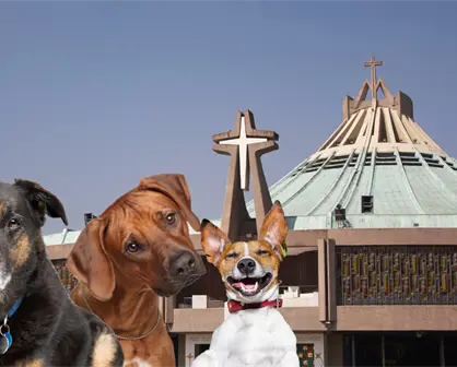 Operativo Perrito Peregrino 2025 busca voluntarios para rescate y apoyo a lomitos durante peregrinaciones en CDMX