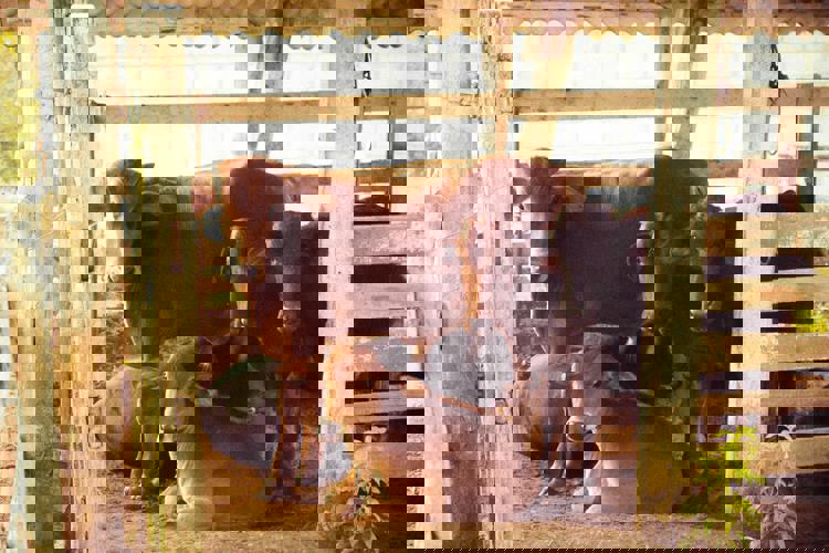 imagen-cuerpo imagen-cuerpo