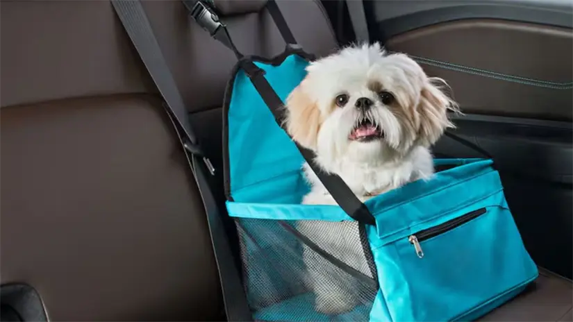 Perrito transportado correctamente en auto. Foto: Freepik | Canva 
