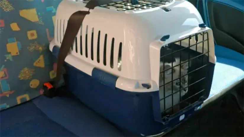 Gatito transportado correctamente en auto. Foto: @Pinterest | Canva 