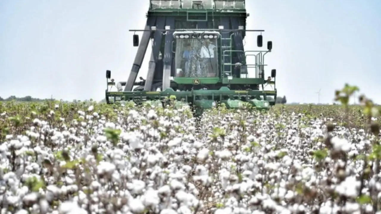 Para el estado es importante la productividad del algodón y mantener el control de plagas | Foto: Secretaría de Desarrollo Rural, Pesca y Acuacultura