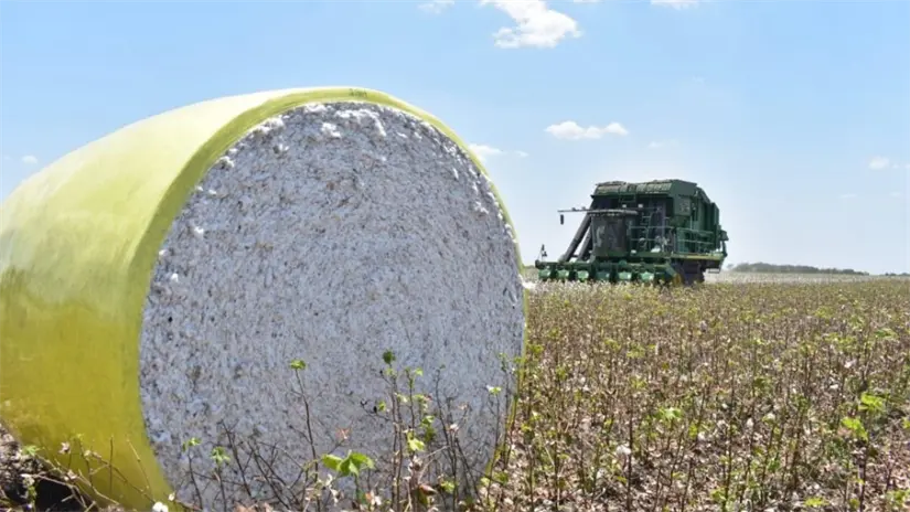 El estado de Tamaulipas está comprometido con la protección del cultivo de algodón | Foto: secretaría de Desarrollo Rural, Pesca y Acuacultura