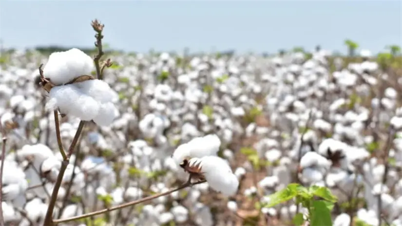 Se mantiene una vigilancia fitosanitaria estricta en la producción del algodón en el estado | Foto: Secretaría de Desarrollo rural, Pesca y Acuacultura