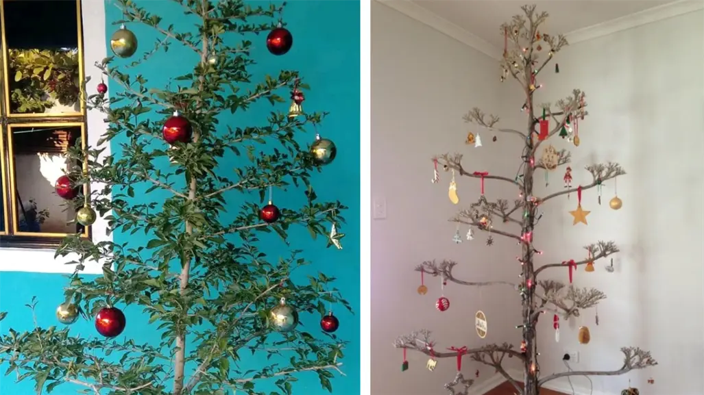 Aparte del pino estos árboles nativos de la región en Tamaulipas también pueden servir para adorno navideño