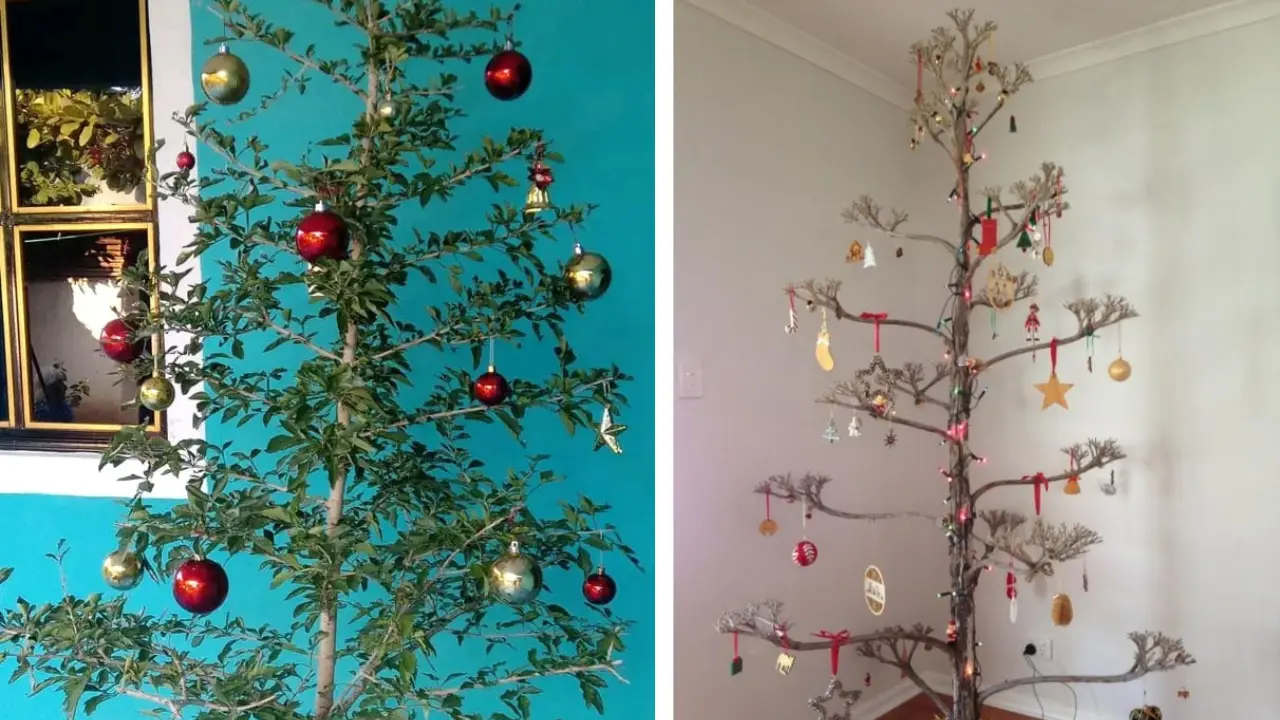 Los árboles silvestres también son un símbolo de amor y paz en la navidad | Foto: tribunademexico | FB Tantoyuca Veracruz la Perla De La Huasteca