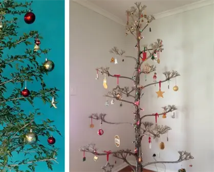 Aparte del pino estos árboles nativos de la región en Tamaulipas también pueden servir para adorno navideño