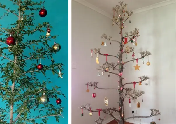 Aparte del pino estos árboles nativos de la región en Tamaulipas también pueden servir para adorno navideño