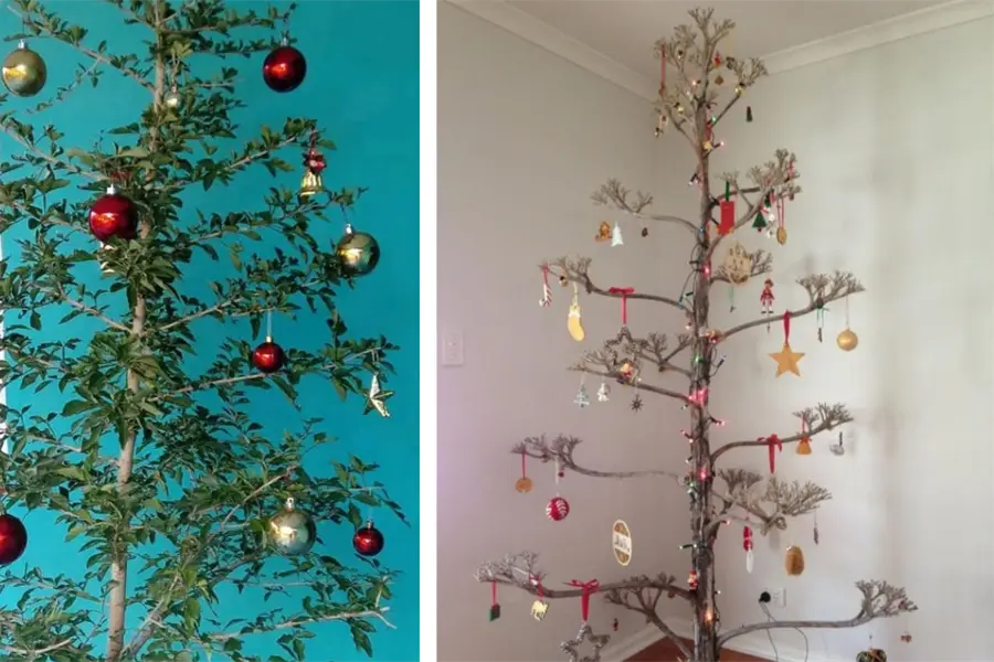 Aparte del pino estos árboles nativos de la región en Tamaulipas también pueden servir para adorno navideño