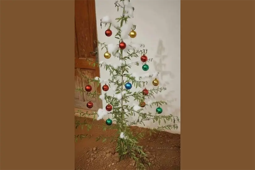 Árbol de chote se da en zonas rurales de Altamira, González y Aldama | Foto: Tantoyuca Veracruz la Perla De La Huasteca