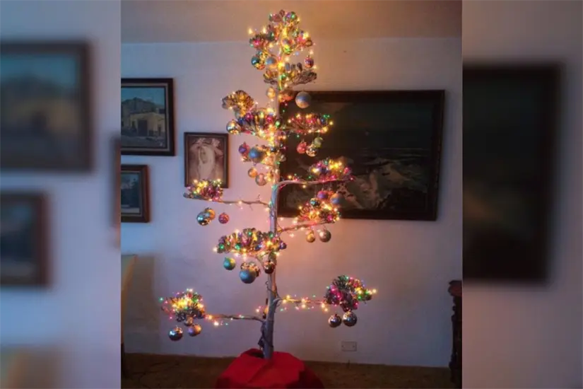 El maguey se da en zonas de Miquihuana, Palmillas, Tula, Bustamante | Foto: tribunademexico