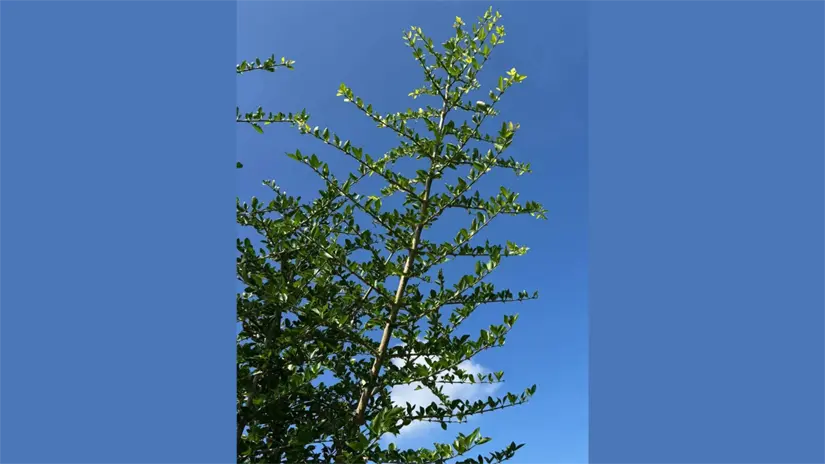 Estos árboles son seleccionados por su facilidad al cortar las ramas, además de que asimilan un pino de navidad | Foto: Fb Huasteca Potosina