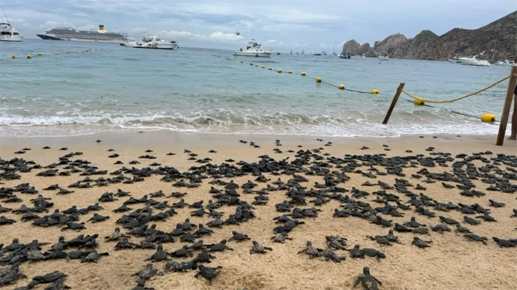 VIDEO | Liberan 2,100 tortugas en la bahía de Cabo San Lucas con apoyo comunitario
