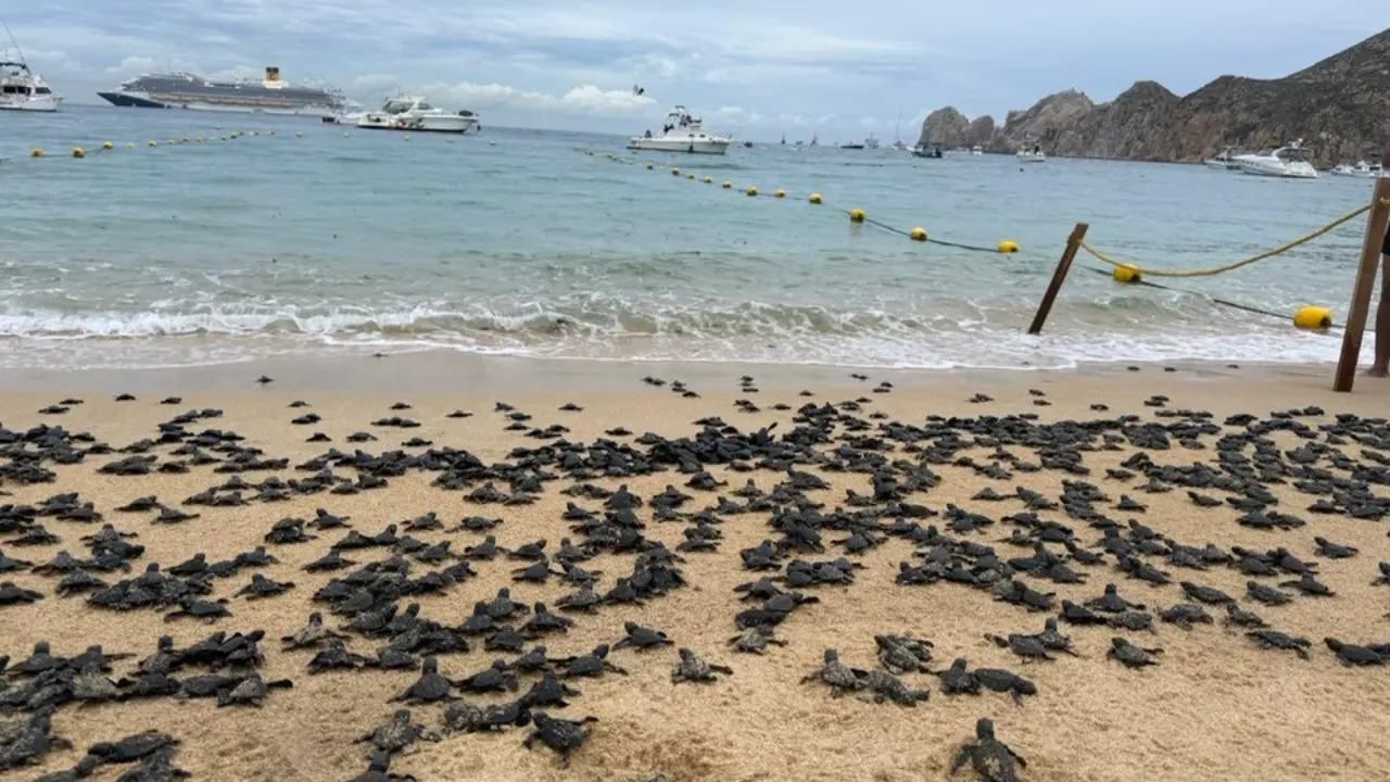 Miles de tortuguitas se aproximan al oleaje en su recorrido natural hacia el mar en Cabo San Lucas. Foto: Las Periodistas / Facebook