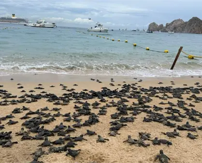 VIDEO | Liberan 2,100 tortugas en la bahía de Cabo San Lucas con apoyo comunitario