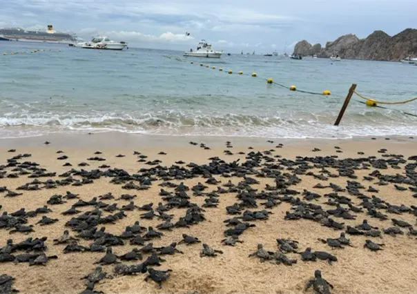 VIDEO | Liberan 2,100 tortugas en la bahía de Cabo San Lucas con apoyo comunitario