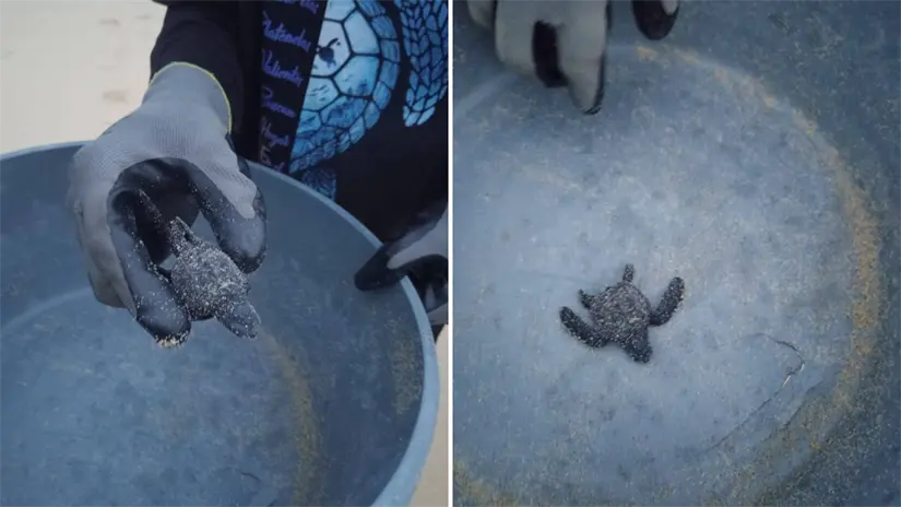 imagen recuadro Una cría de tortuga marina es manejada con precaución antes de colocarse en la zona de liberación. Foto: Jorge Fregozo / Facebook