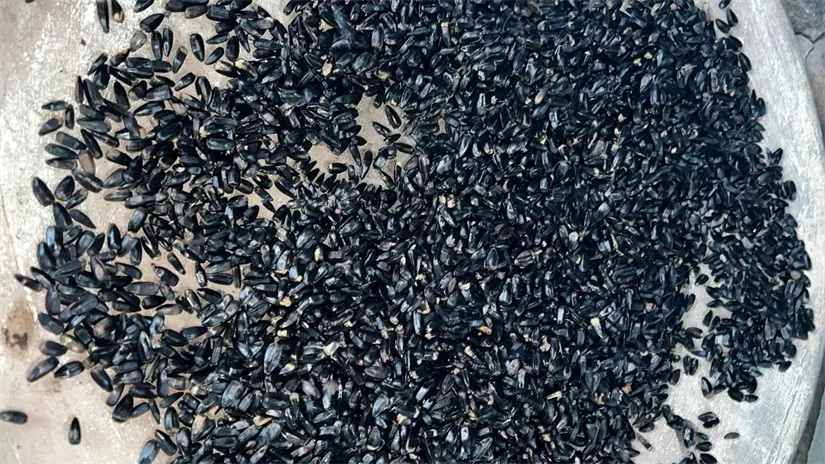 Atole de maíz de teja: Bebida decembrina con tradición y alto valor nutricional. FOTO | Facebook Jazmin vega fit