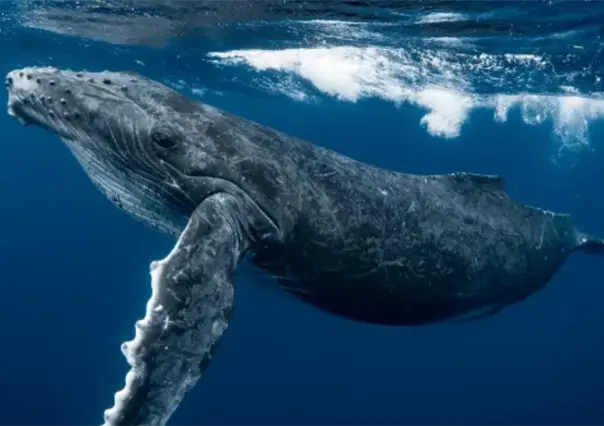 Ballena azul, residente del acuario del mundo en el Golfo de California