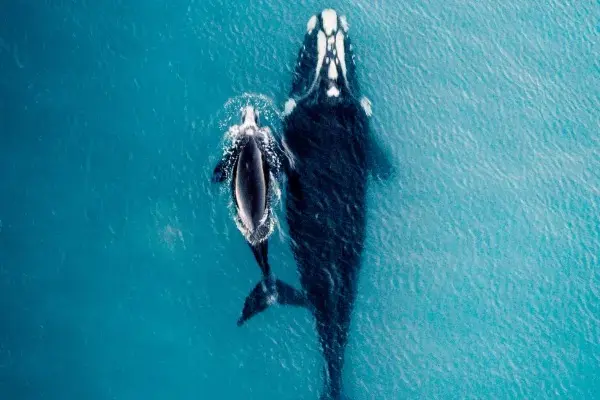 Foto: Experto Animal.