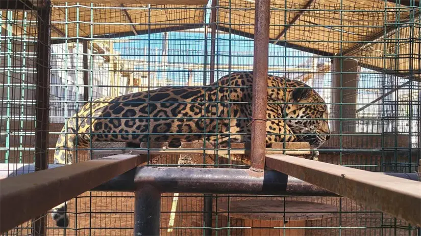 imagen recuadro El jaguar asegurado por autoridades federales permanece bajo resguardo mientras continúa la investigación. Foto: PROFEPA
