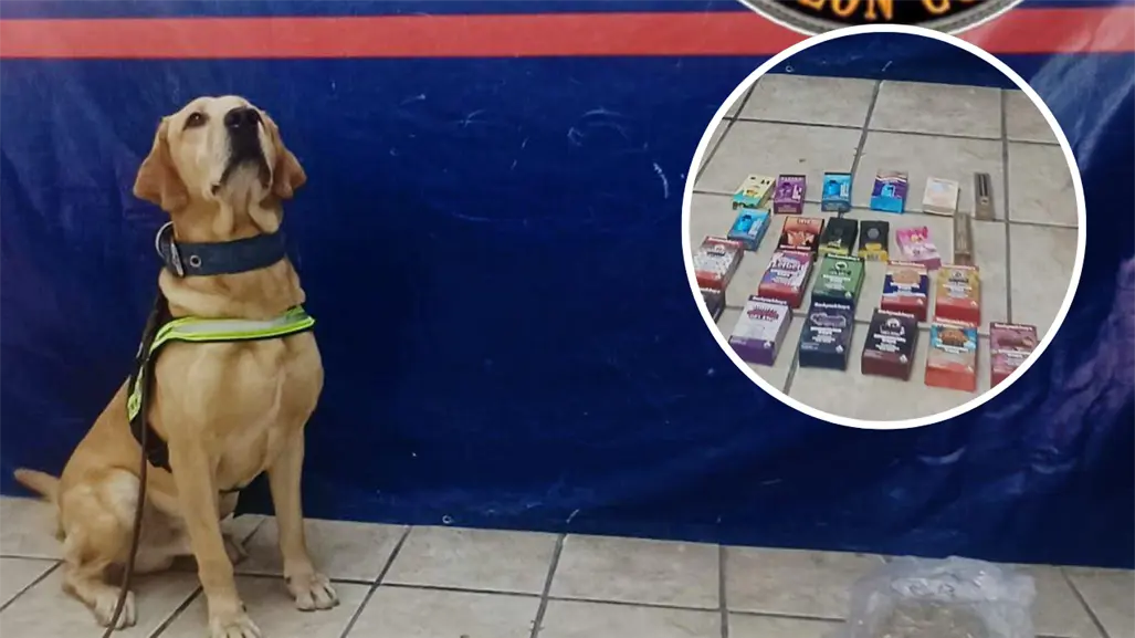 K9 Noah frustra desde Torreón envío de vapes y mariguana con valor de 60 mil pesos