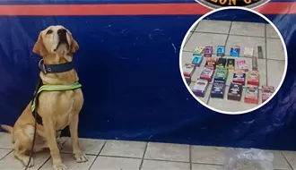 K9 Noah frustra desde Torreón envío de vapes y mariguana con valor de 60 mil pesos