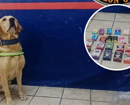 K9 Noah frustra desde Torreón envío de vapes y mariguana con valor de 60 mil pesos