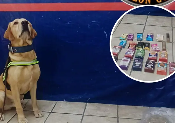 K9 Noah frustra desde Torreón envío de vapes y mariguana con valor de 60 mil pesos