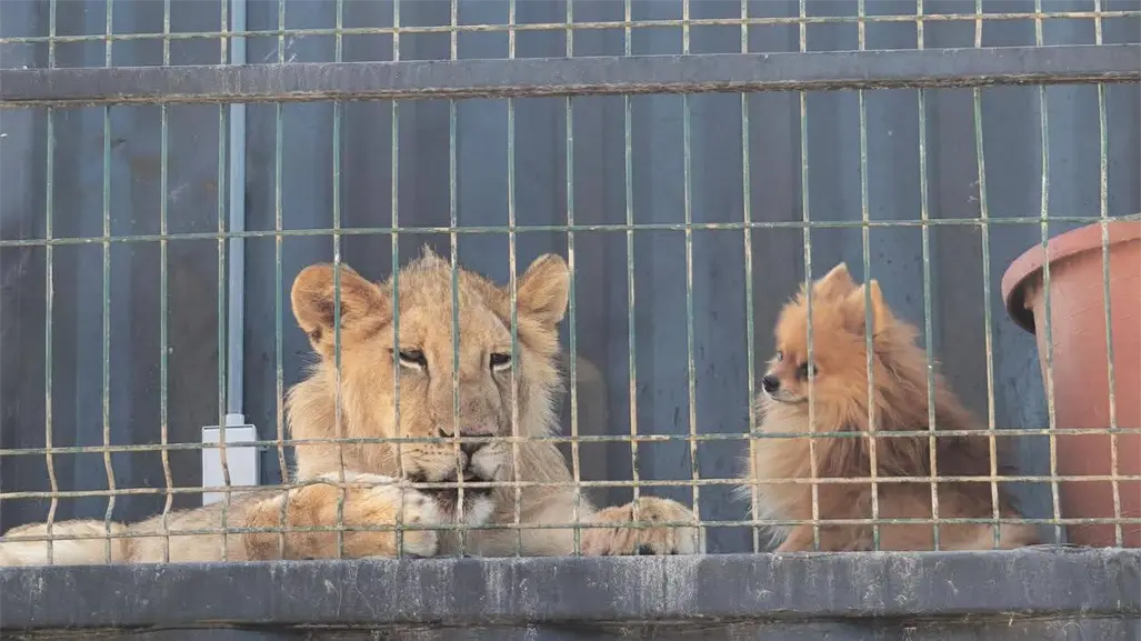 Aseguran jaguar, león africano y otros animales exóticos tras cateo en Los Cabos