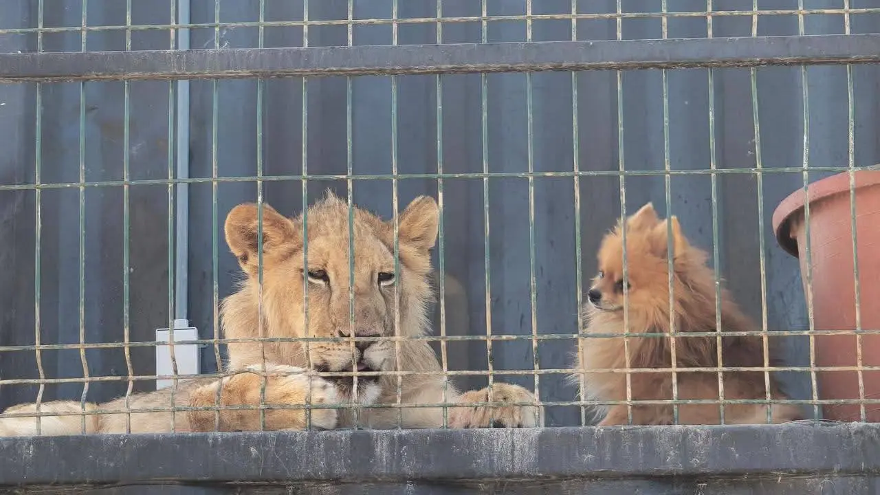 Un león africano fue encontrado dentro del domicilio cateado en Los Cabos. Foto: Profepa
