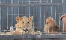 Aseguran jaguar, león africano y otros animales exóticos tras cateo en Los Cabos Aseguran jaguar, león africano y otros animales exóticos tras cateo en Los Cabos