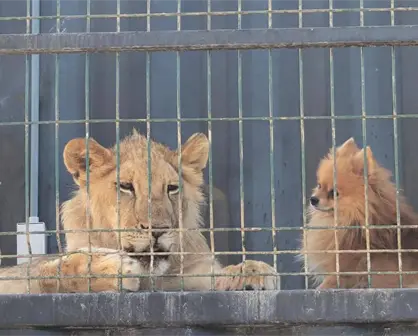Aseguran jaguar, león africano y otros animales exóticos tras cateo en Los Cabos