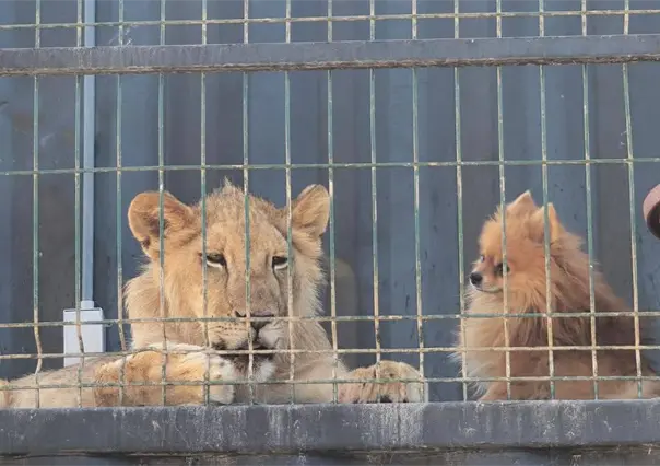 Aseguran jaguar, león africano y otros animales exóticos tras cateo en Los Cabos