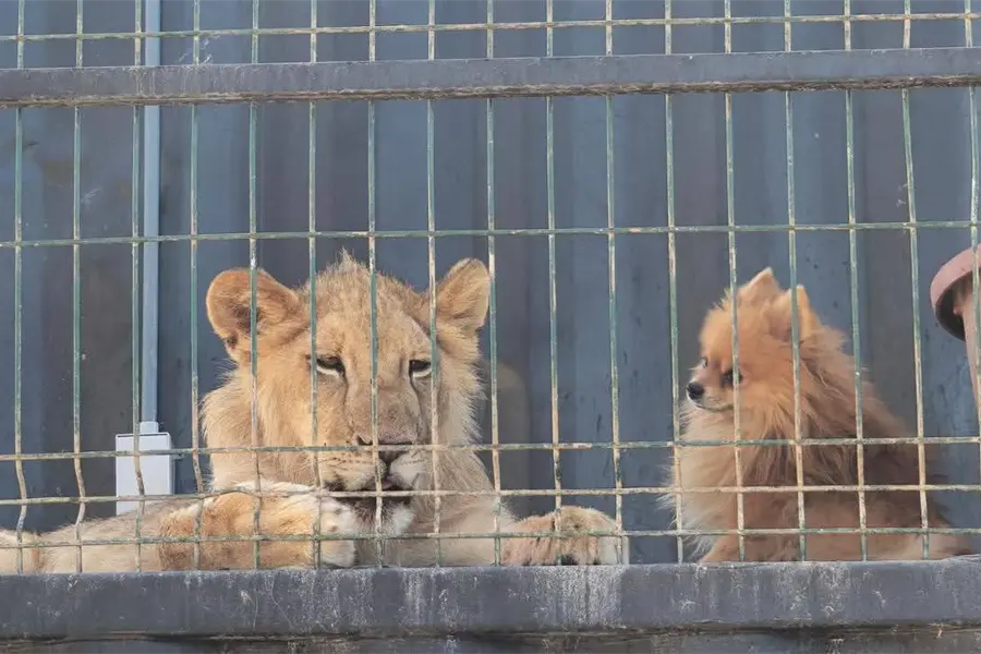 Aseguran jaguar, león africano y otros animales exóticos tras cateo en Los Cabos