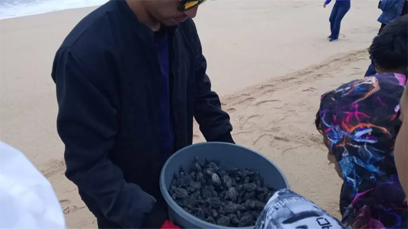 imagen recuadro Participantes trasladan un contenedor con crías de tortuga marina para iniciar el proceso de liberación. Foto: Jorge Fregozo / Facebook
