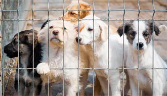 Maltrato animal persiste en Saltillo; se atienden hasta 10 casos semanales