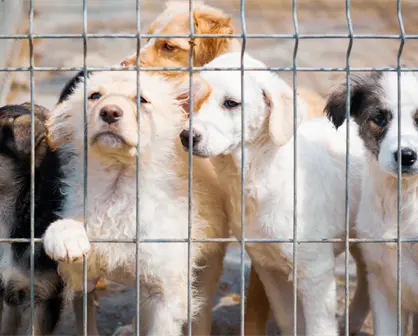 Maltrato animal persiste en Saltillo; se atienden hasta 10 casos semanales