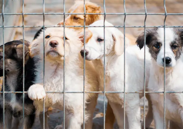 Maltrato animal persiste en Saltillo; se atienden hasta 10 casos semanales