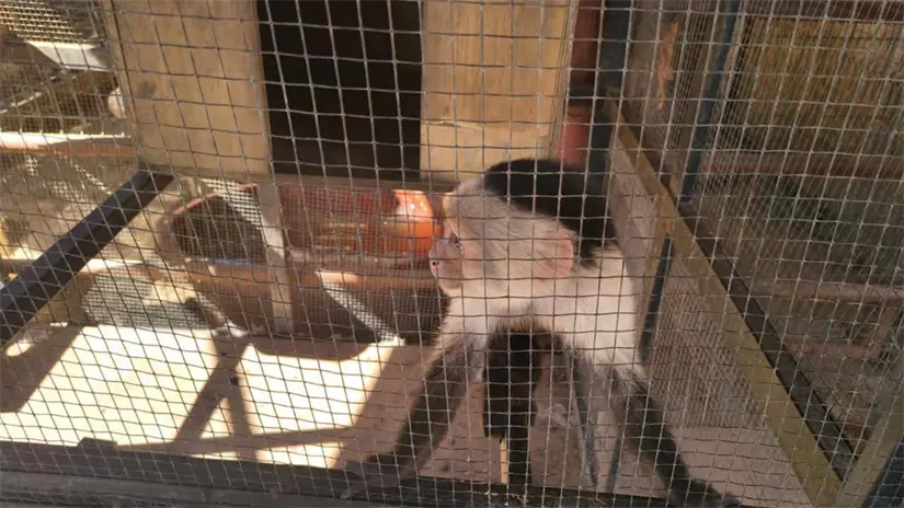 imagen recuadro Mono capuchino localizado en una de las jaulas durante el operativo encabezado por la FGR y Profepa. Foto: Profepa