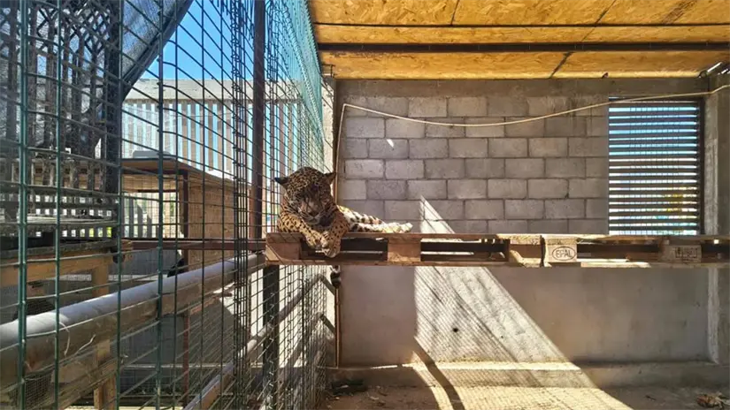 imagen recuadro Uno de los ejemplares asegurados por Profepa durante el operativo contra posibles delitos ambientales. Foto: Profepa