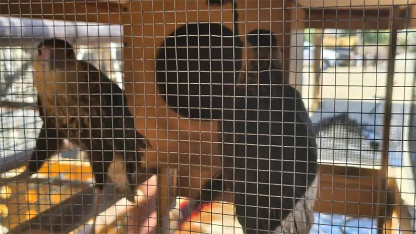 imagen recuadro Aves silvestres aseguradas dentro del domicilio inspeccionado en Los Cabos. Foto: Profepa