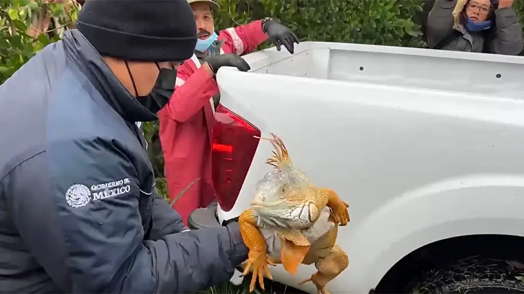 Habilitan refugio urgente para iguanas en Tampico