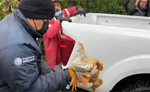 Habilitan refugio urgente para iguanas en Tampico Habilitan refugio urgente para iguanas en Tampico